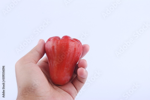 Hand hold Rose apple isolated on the white background