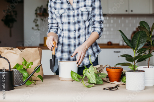 Unrecognizable woman transplanting houseplants kitchen on background.