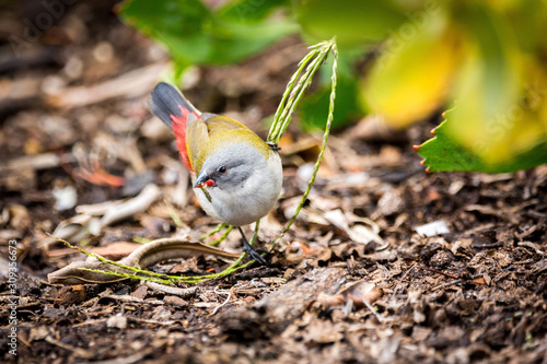 Close up of a swee waxbill (Coccopygia melanotis) sitting on a blade of grass near the ground, having seeds in its beak photo