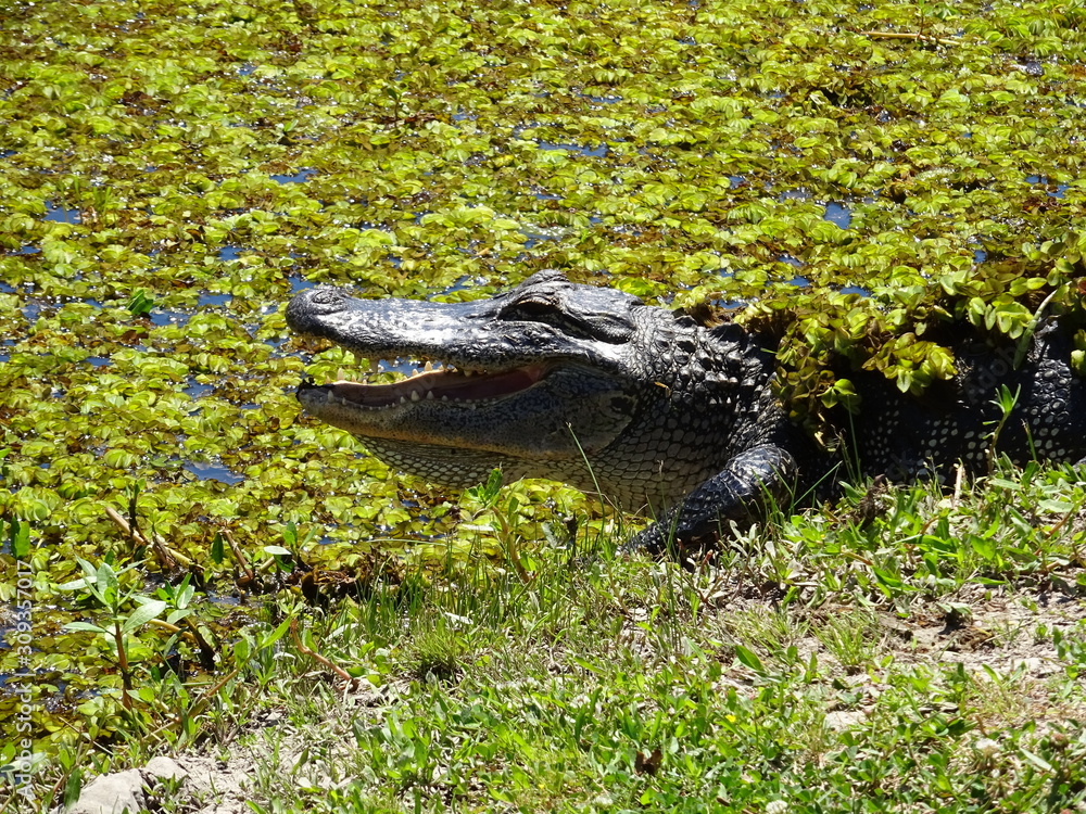 Fototapeta premium Alligator camouflé