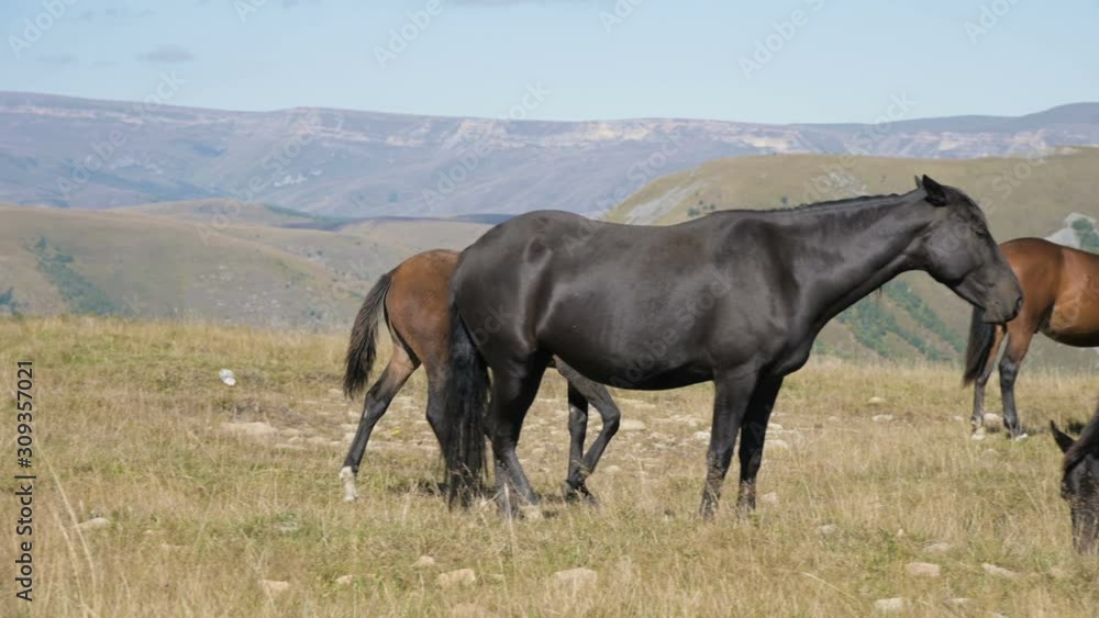 A brown small foals horse grazes in an alpine meadow surrounded. The farm. Horse breeding A brown small foals horse grazes in an alpine meadow surrounded. The farm. Horse breeding