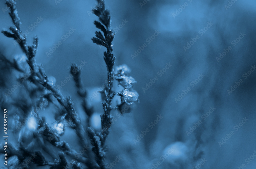 Obraz premium Classic blue background, copy space. Color of the year 2020. Nature floral background.