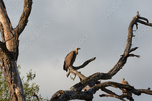 White backed vulture in a dead tree