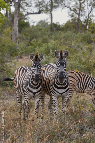 Two plain zebras looking towards the camera