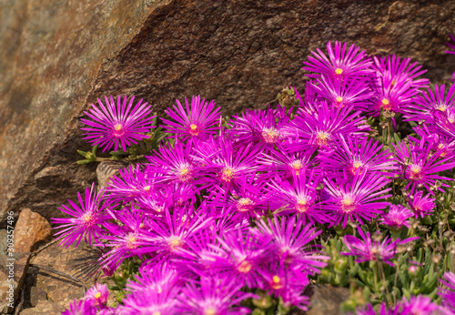 Fotografie purple trailing iceplant (celosperma cooperi) flower bed