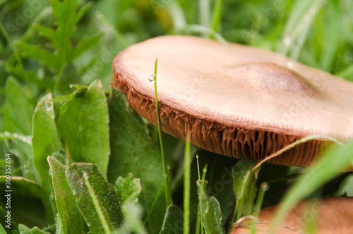 Close up group of mushroom in the nature macro of volvariella gloiocephala volvariella speciosa detail photo