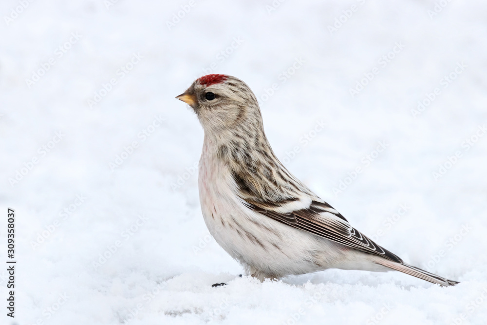 Arctic redpoll acanthis hornemanni female sitting on snow. Cute little northern wintering songbird in wildlife. Arctic redpoll acanthis hornemanni female sitting on snow. Cute little northern wintering songbird in wildlife.