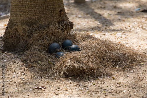 emu's eggs in the nest