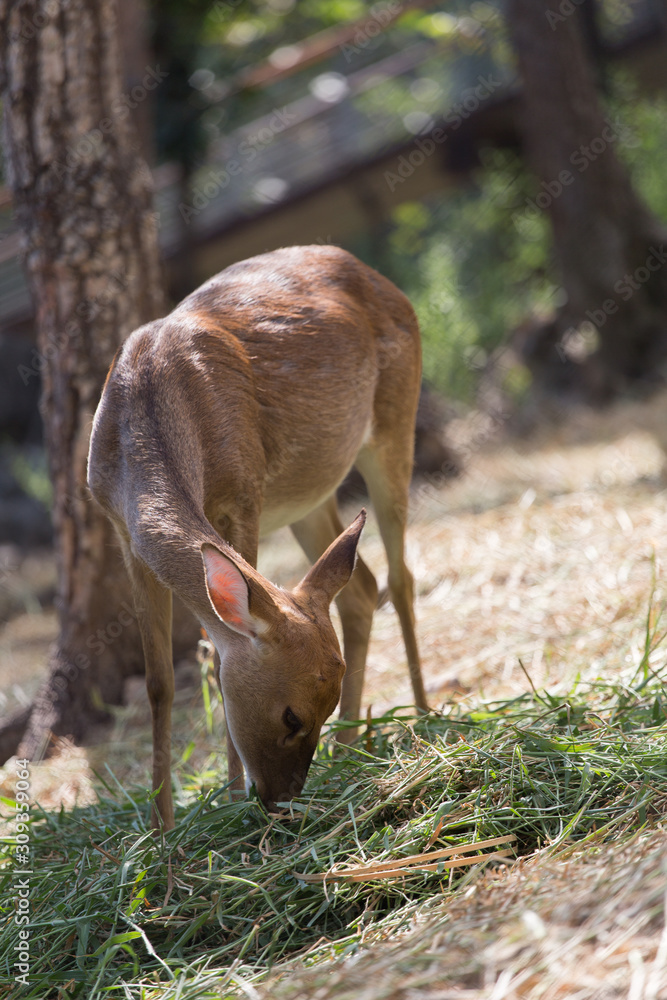 Fototapeta premium Deer are eating grass that people give.