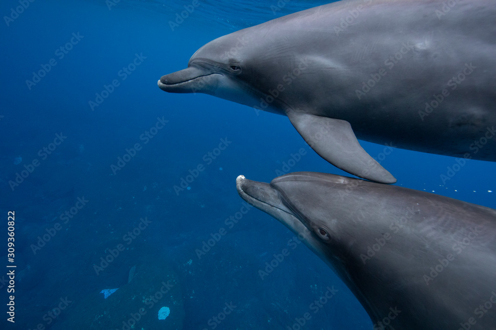 Fototapeta premium dolphin in water