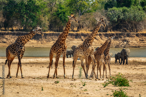 Fototapeta Naklejka Na Ścianę i Meble -  Five giraffes walking in a row with elephants and river