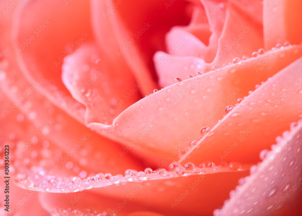 Pink Red rose with water drops - macro shot Pink Red rose with water drops - macro shot