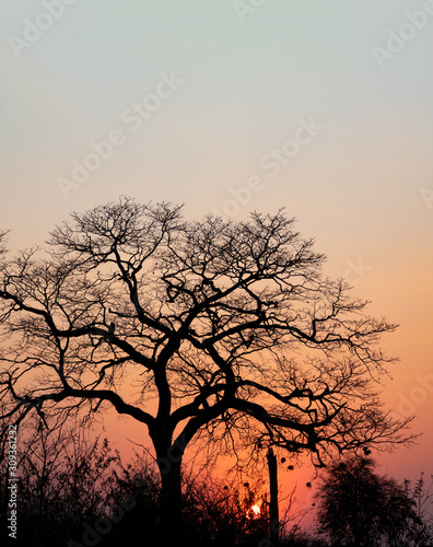 Backlit with tree and clear sky at sunset