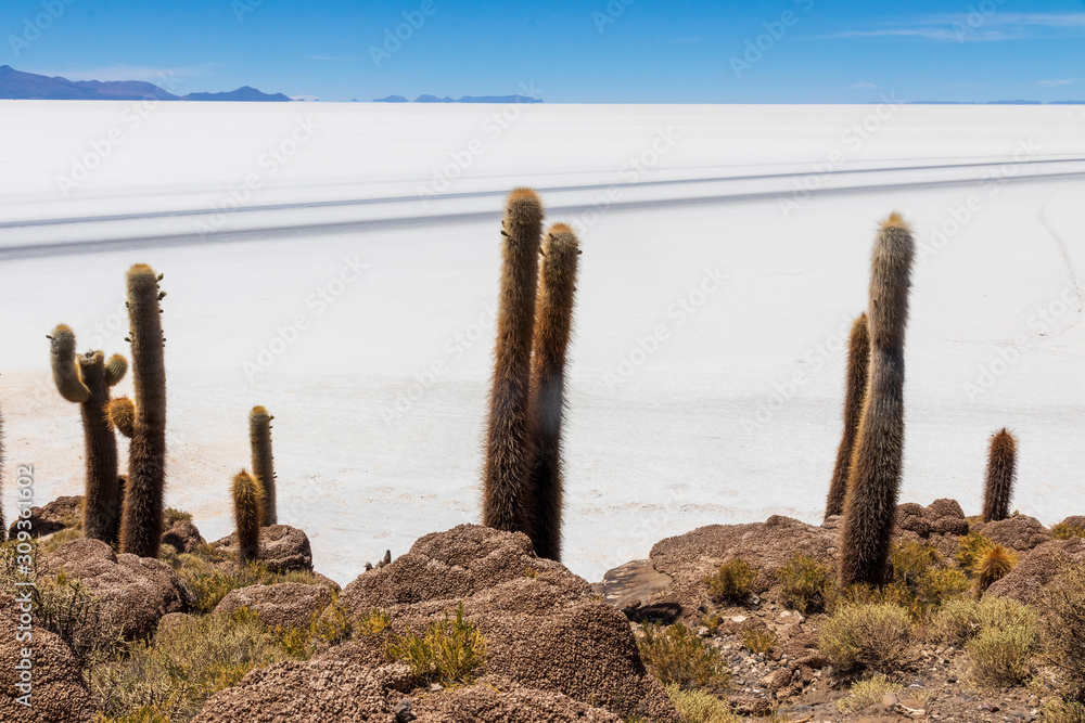 Cactus at Incahuasi island, at Salar de Uyuni is largest salt flat in the world in Bolivia. Cactus at Incahuasi island, at Salar de Uyuni is largest salt flat in the world in Bolivia.