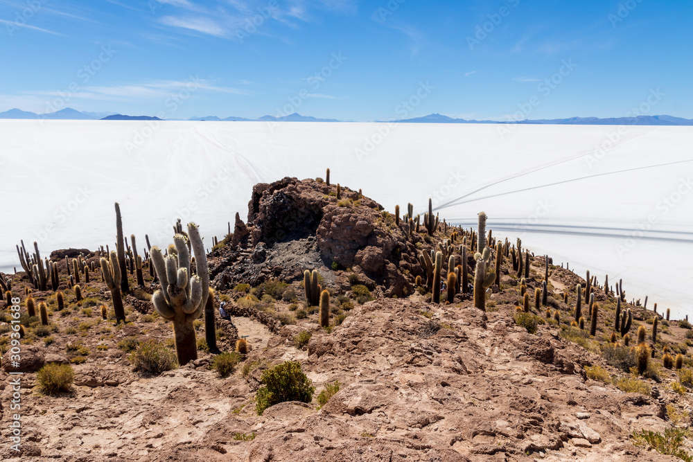 Cactus at Incahuasi island, at Salar de Uyuni is largest salt flat in the world in Bolivia. Cactus at Incahuasi island, at Salar de Uyuni is largest salt flat in the world in Bolivia.