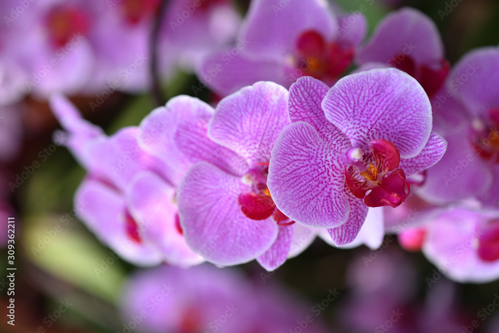 Fresh branch with bright lilac orchid flowers close-up. The concept of aromas and beauty Fresh branch with bright lilac orchid flowers close-up. The concept of aromas and beauty