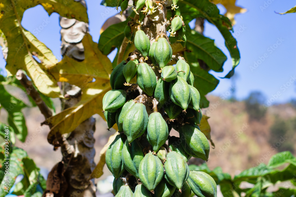 Carica Plant on the Field, Papaya Variety,selective focus