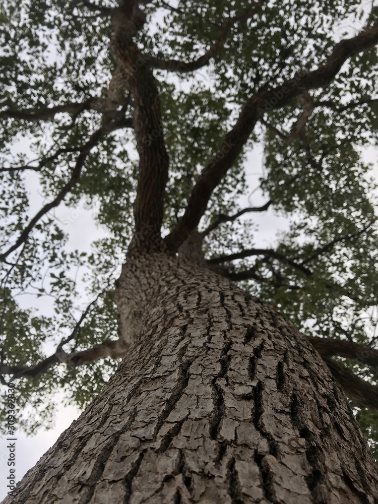 Naklejka premium 自然