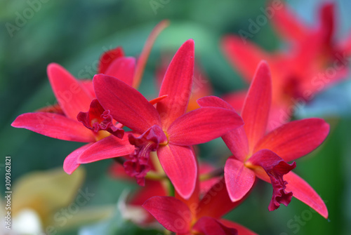 Unusual beautiful flowers of a red orchid in the shape of a star. Close-up