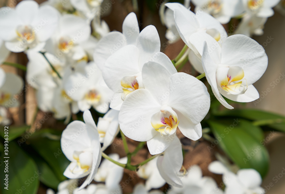 Fresh branch with a white orchid flowers close-up with text space. The concept of aromas and beauty Fresh branch with a white orchid flowers close-up with text space. The concept of aromas and beauty