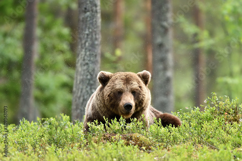 Brown bear resting in forest landscape