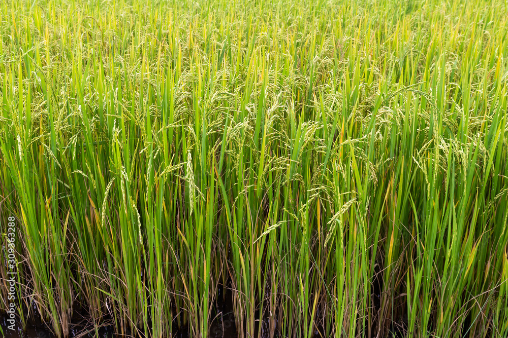 Ear of rice, Paddy field Ear of rice, Paddy field