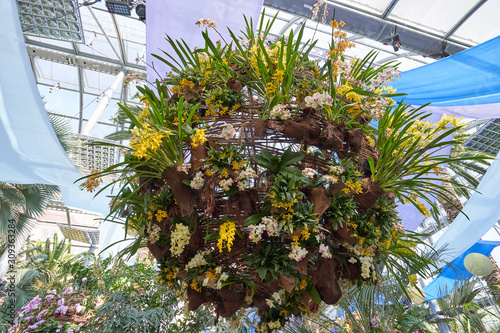 A large ball of different types of orchids hangs in the European botanical garden against the ceiling photo