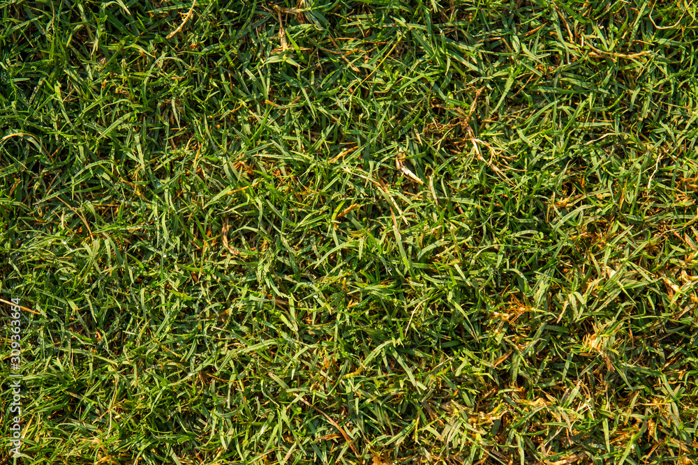 green grass texture can be use as background