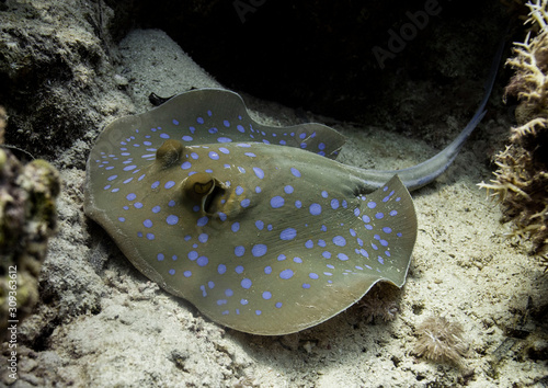 Close up of Blue Spotted Stingray