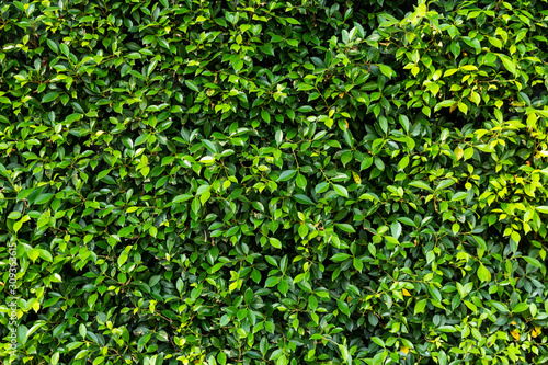 Natural green leaves wall texture background