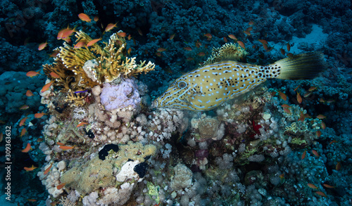 Filefish in Red Sea