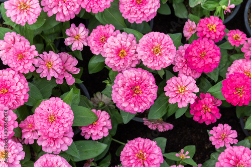 Top view of Beautiful pink Zinnia flowers background