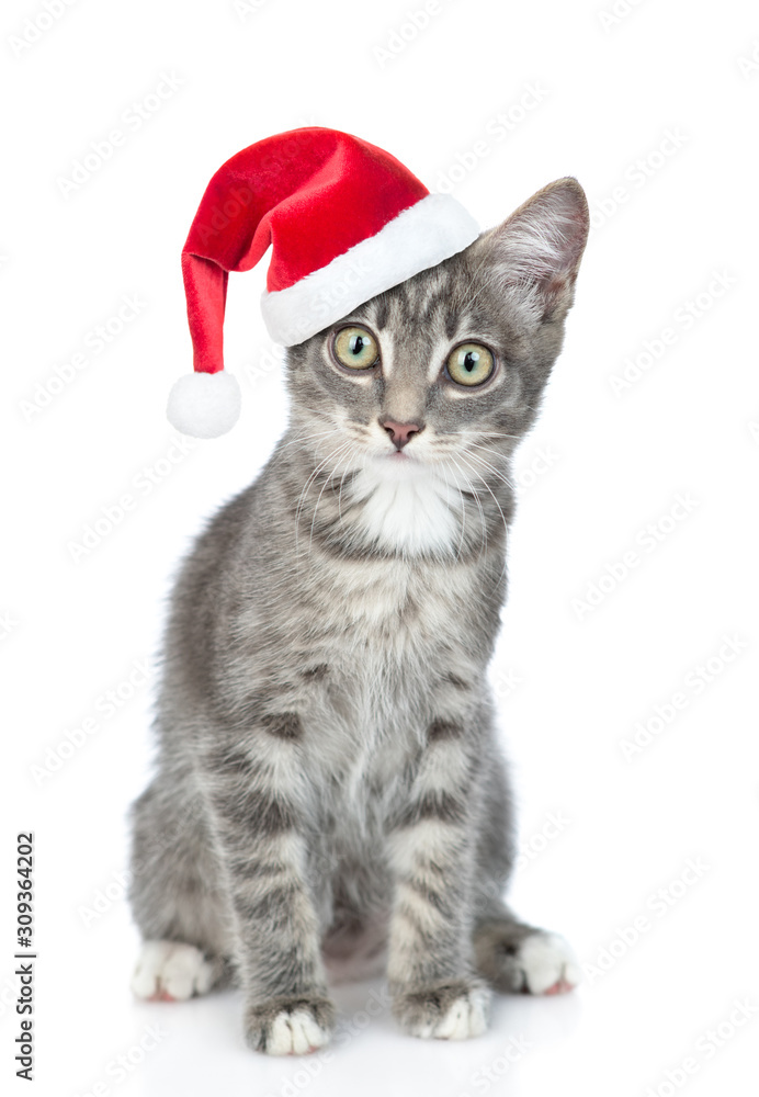 Tabby cat in red christmas hat looking at camera. isolated on white background Tabby cat in red christmas hat looking at camera. isolated on white background