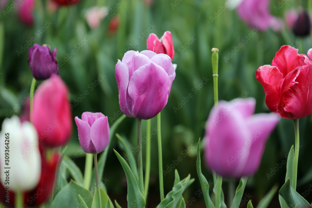 Beautiful pink tulips a field.