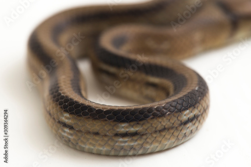 The radiated ratsnake, copperhead rat snake or copper-headed trinket snake (Coelognathus radiatus) is a nonvenomous species of colubrid snake isolated on white background photo