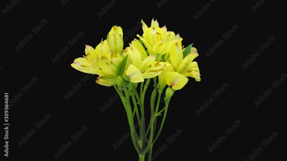 Time-lapse of opening yellow Alstroemeria 1d1 in PNG+ format with ALPHA ...