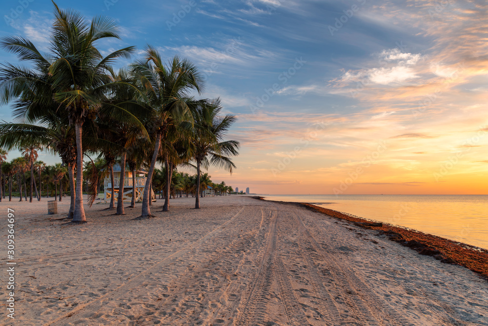 Fototapeta premium Palm trees on Miami Beach at sunrise, Florida.