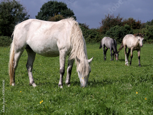 Three gracious white horses grazing green grass in a field, selective focus.
