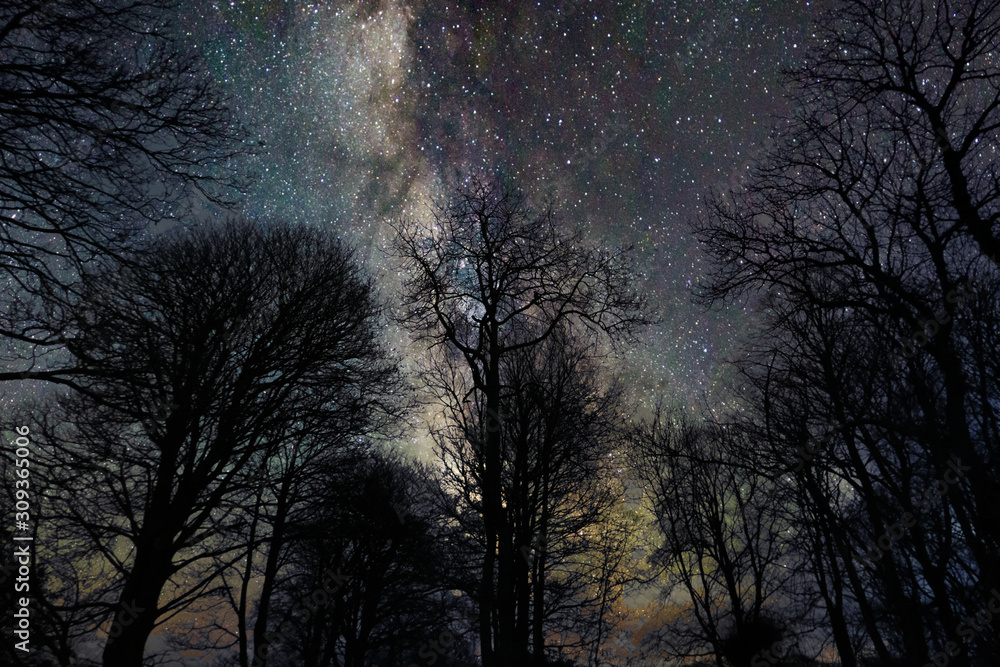Starry Skies and Tree Silhouettes Starry Skies and Tree Silhouettes