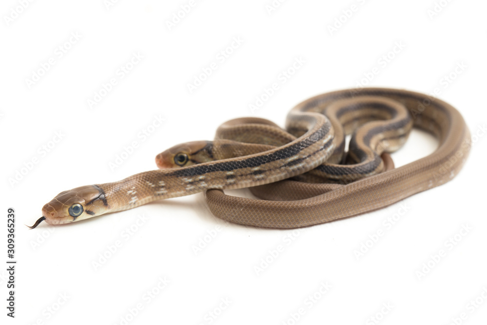 The radiated ratsnake, copperhead rat snake or copper-headed trinket ...