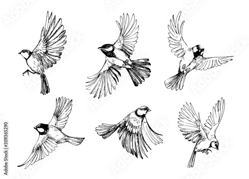 Set of flying birds. Titmouse sketch. Outrline with transparent background. Hand drawn illustration converted to vector photo