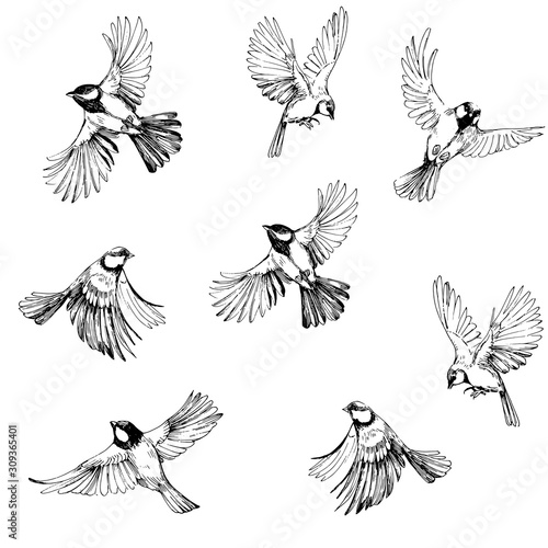 Seamless pattern with flying birds. Titmouse sketch. Outrline with transparent background. Hand drawn illustration converted to vector