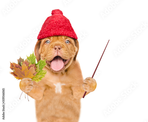 Happy puppy  wearing a warm hat with pompon holds dry colorful leaves and points away on empty space. isolated on white background © Ermolaev Alexandr