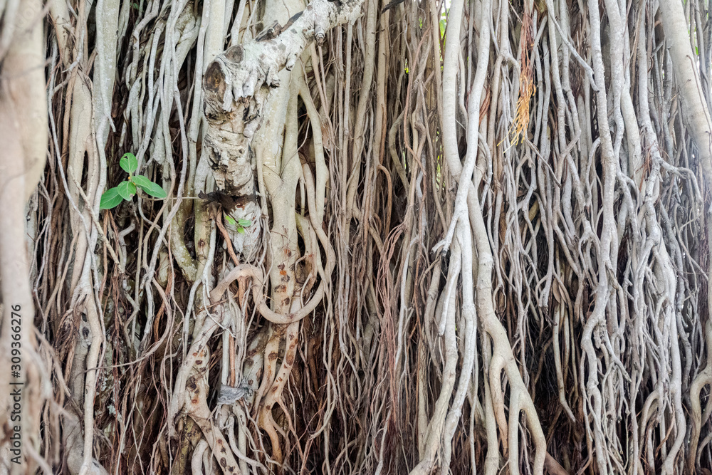 Banyan Tree Roots