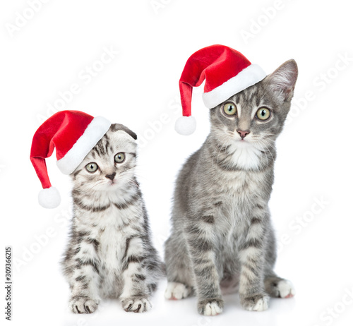 Group of cats wearing a red christmas hats look at camera. isolated on white background © Ermolaev Alexandr