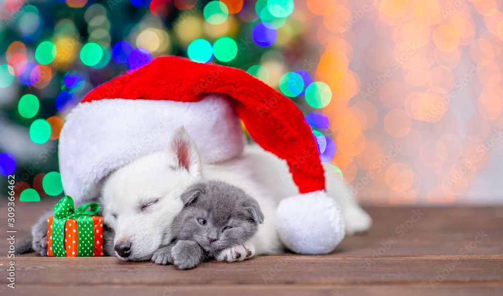 White siberian husky wearing a red santa hat sleeps and hugs baby kitten with gift box on a background of the Christmas tree. Empty space for text