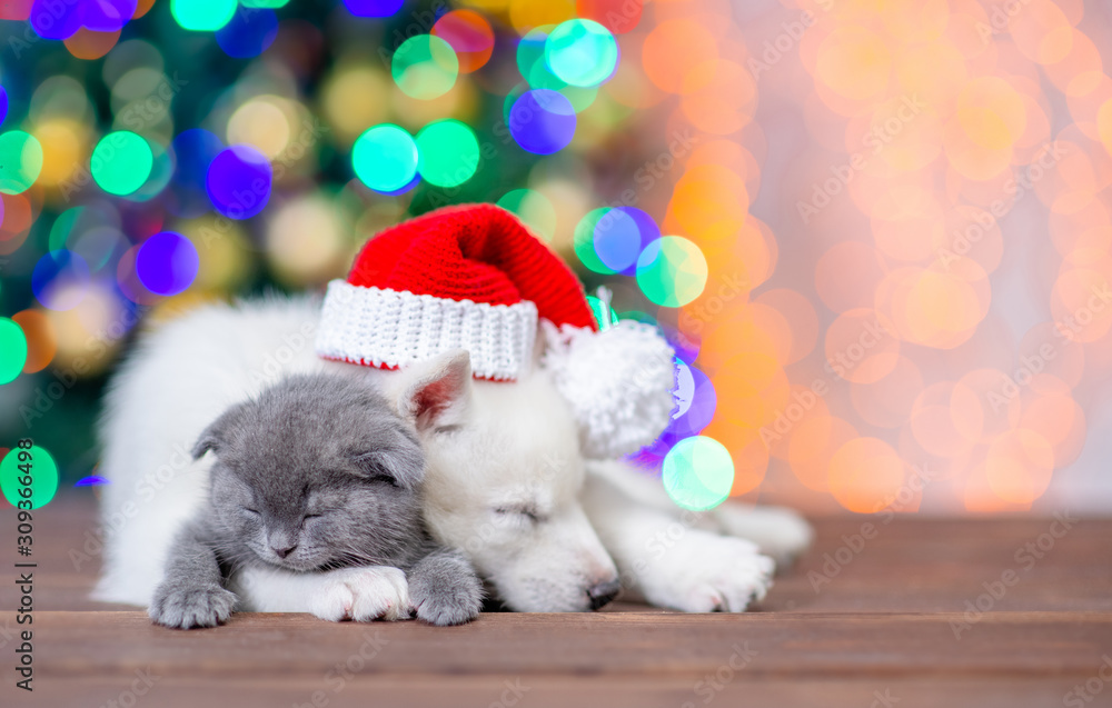 White siberian husky wearing a red santa hat hugs sleepy baby kitten on a background of the Christmas tree. Empty space for text White siberian husky wearing a red santa hat hugs sleepy baby kitten on a background of the Christmas tree. Empty space for text
