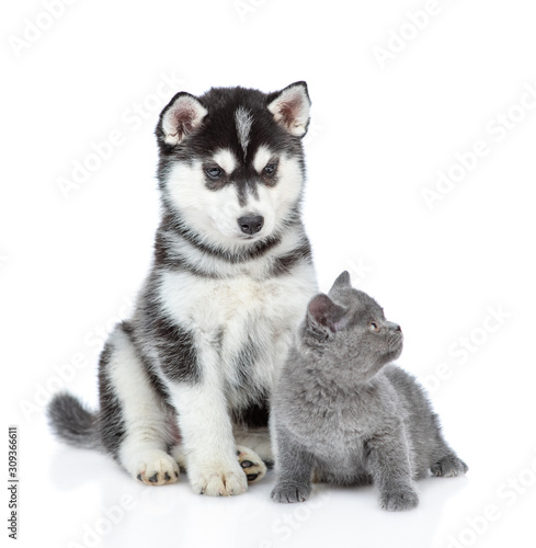 Siberian Husky puppy and british kitten sit together. isolated on white background © Ermolaev Alexandr