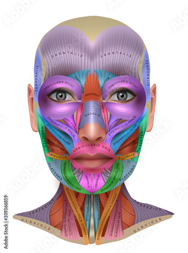 Muscles of the face, colorful anatomy info poster