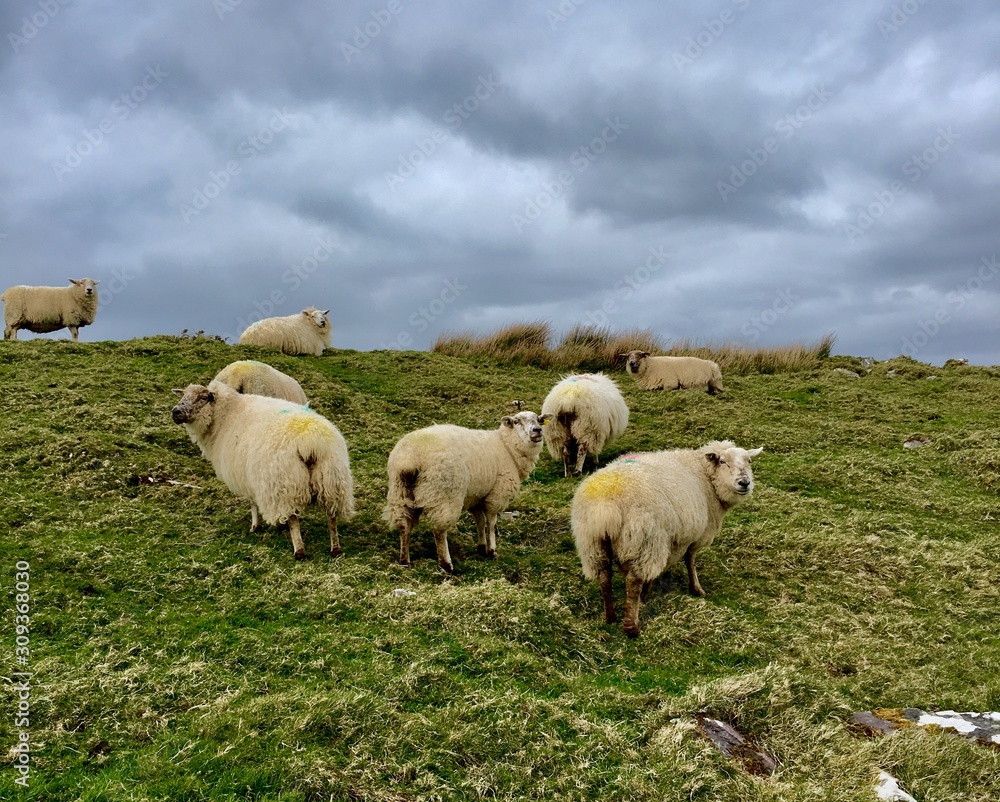 Fototapeta premium Irish sheep under cloudy sky
